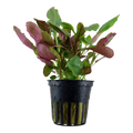 Lobelia Cardinalis Pot Plant