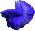 HALFMOON BLUE BETTA