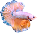 HALFMOON YELLOW MIX