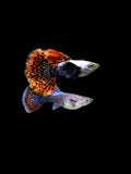 BIG EAR GUPPY PAIR