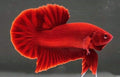 ROUNDTAIL  BETTA