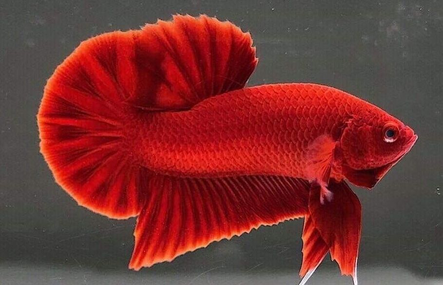 ROUNDTAIL  BETTA