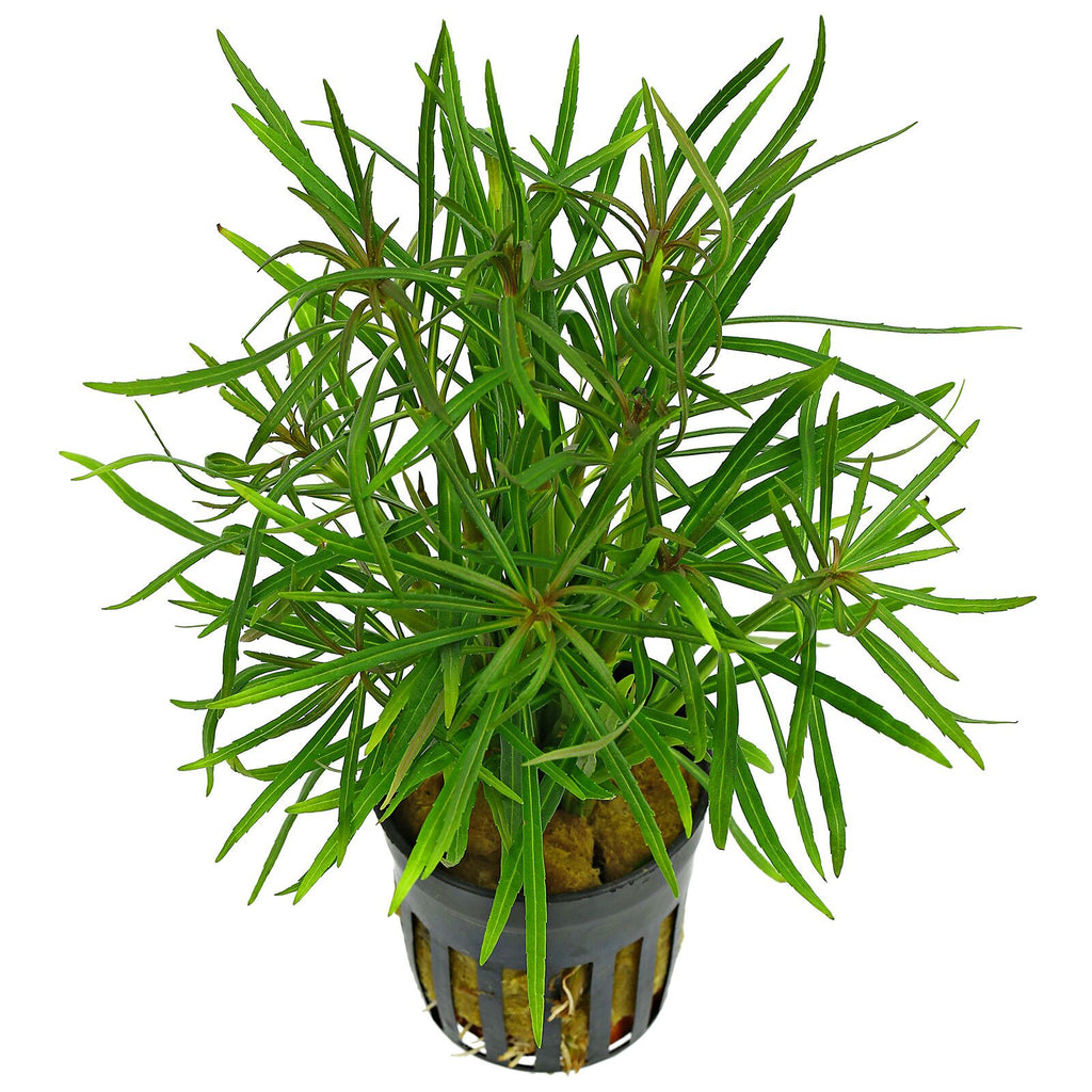 Pogostemon Stellatus Pot Plant