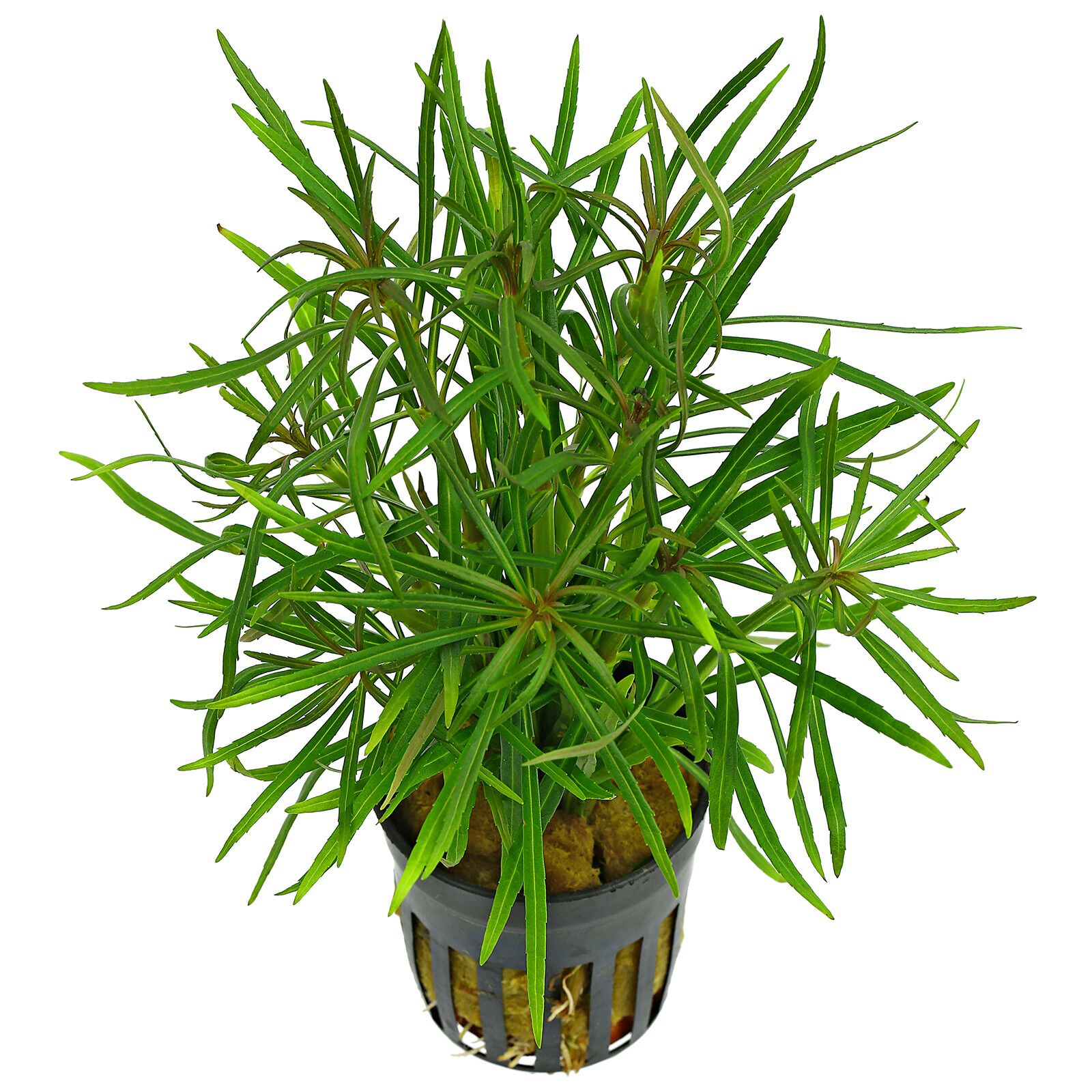 Pogostemon Stellatus Pot Plant