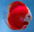 Discus Fish Mix 10cm