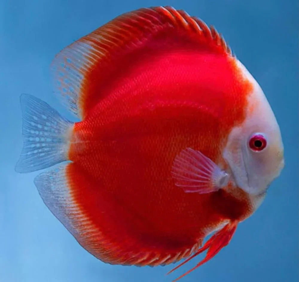 Discus Fish Mix 10cm