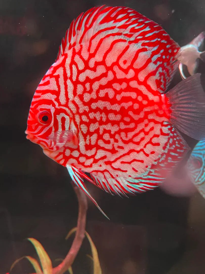 Discus Fish Mix 10cm