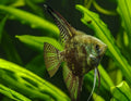 GREENFIN ANGEL FISH 5cm