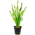 VALLISNERIA ASIATICA POT PLANT