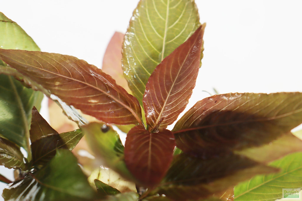 Hygrophila Corymbosa Pot Plant
