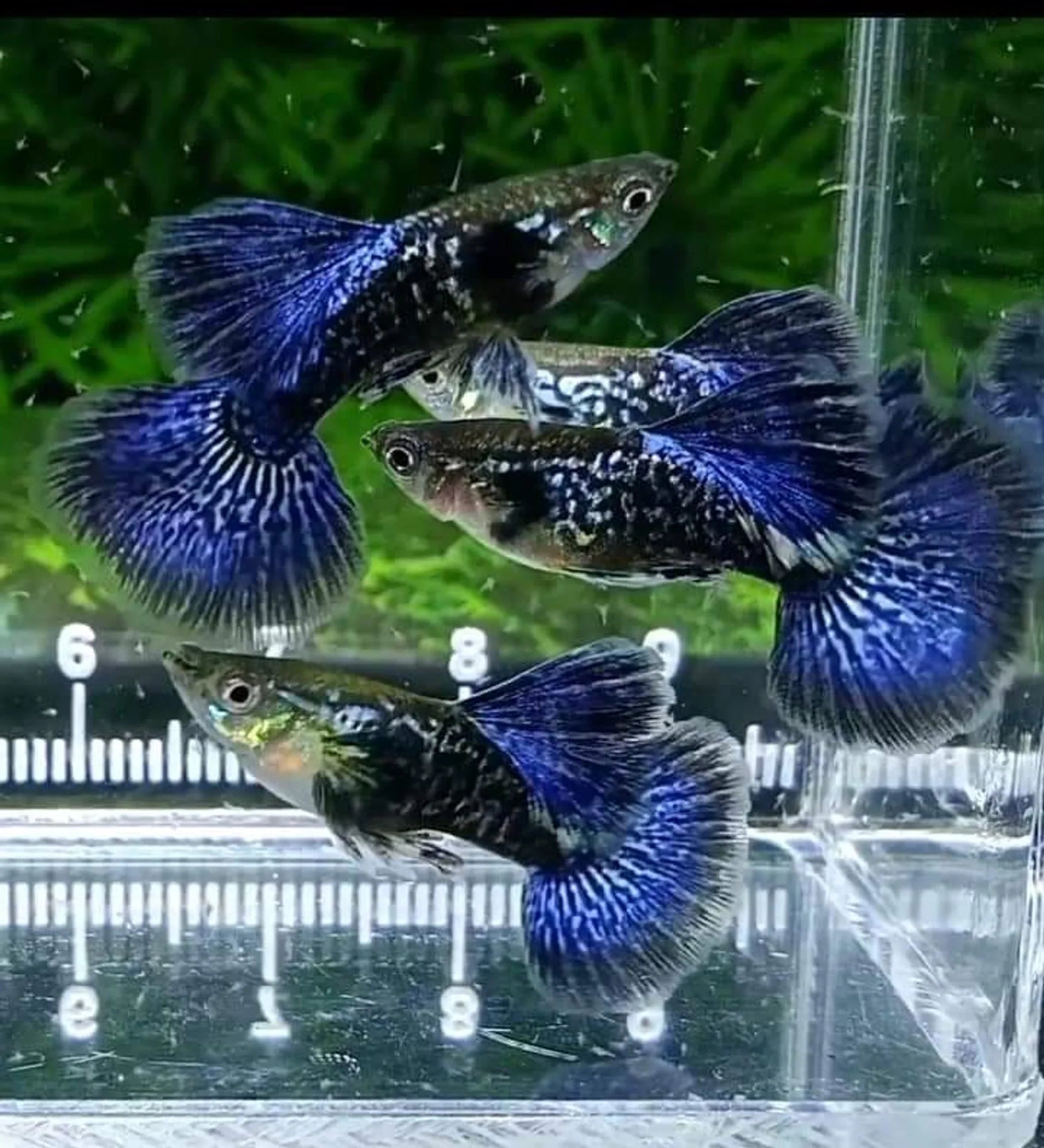 PURPLE DRAGON GUPPY PAIR