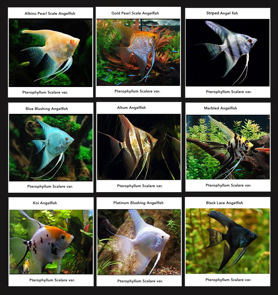 ANGEL FISH MIX