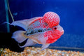 FLOWER HORN SHORT BODY 10-12cm