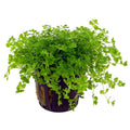 Heminthus Micranthemodes Pot Plant