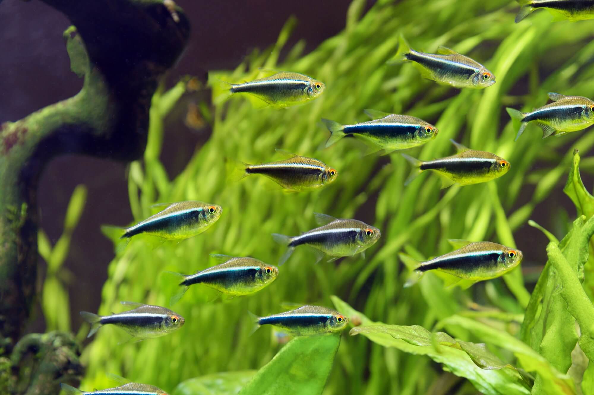 BLACK NEON TETRA 2CM