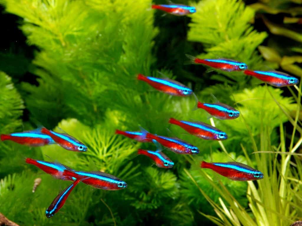 CARDINAL TETRA 2.CM