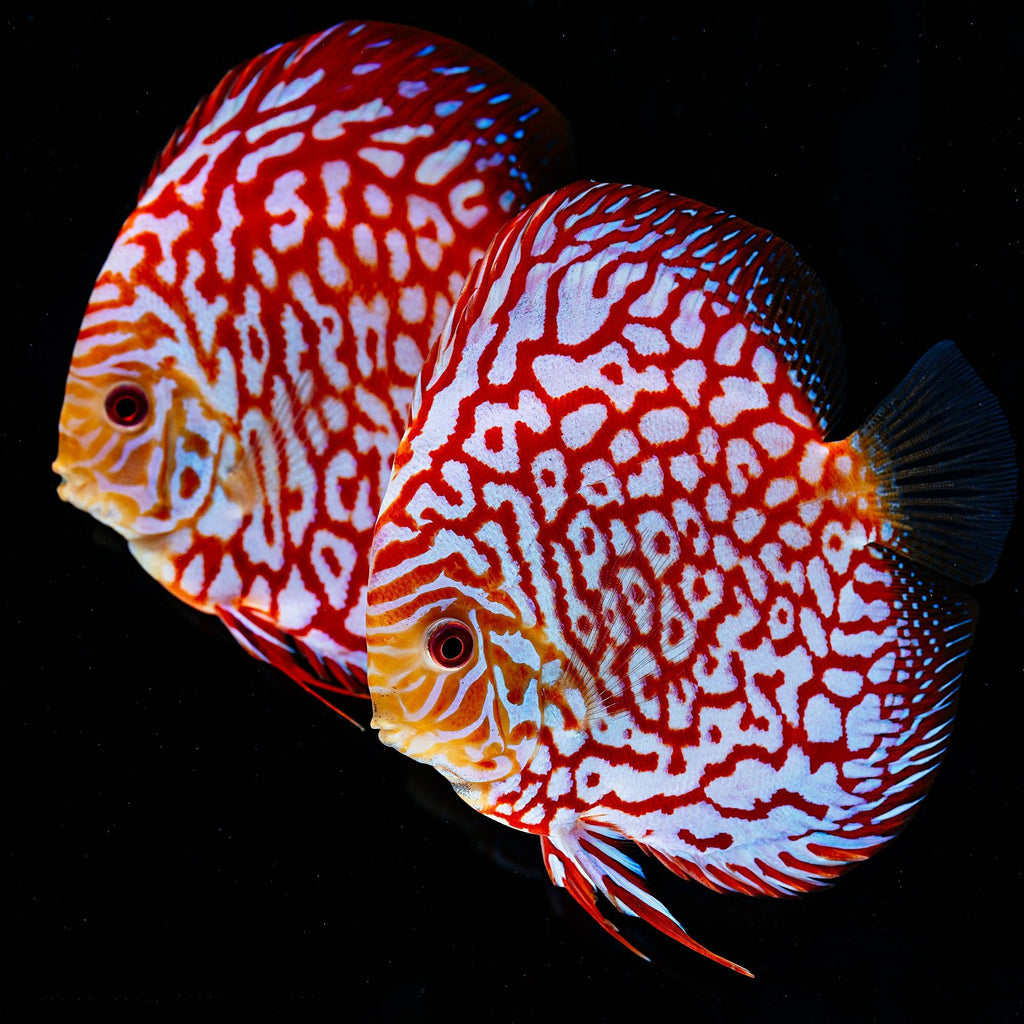 Discus Fish Mix 8cm