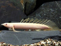 ALBINO BITCHER 10-12 CM