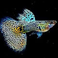 YELLOW TIGER KING COBRA SPECIAL GUPPY PAIR