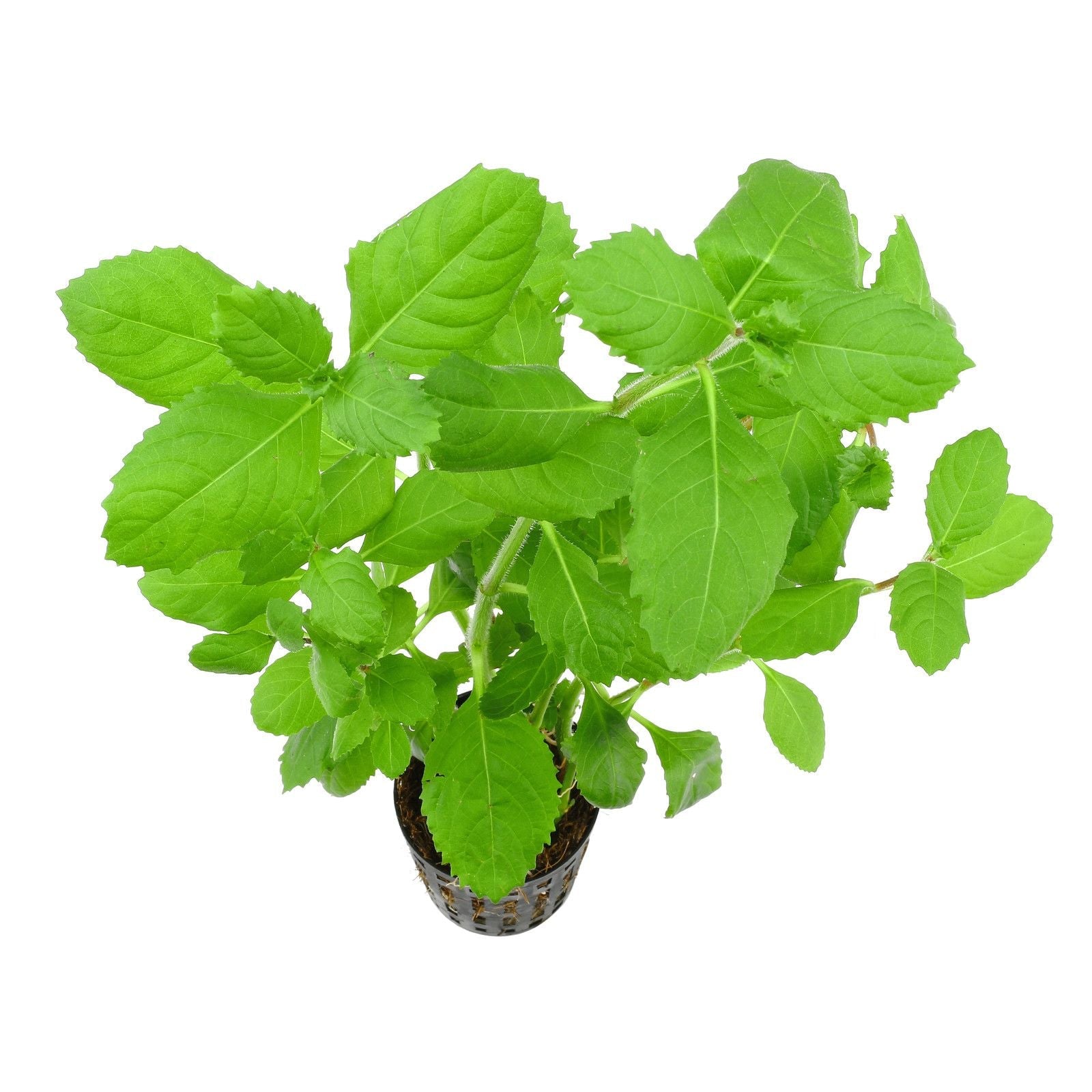 HYGROPHILA DIFFORMIS POT PLANT