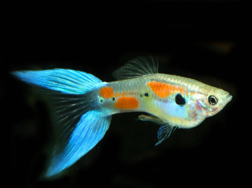 LYRETAIL GUPPY MALE