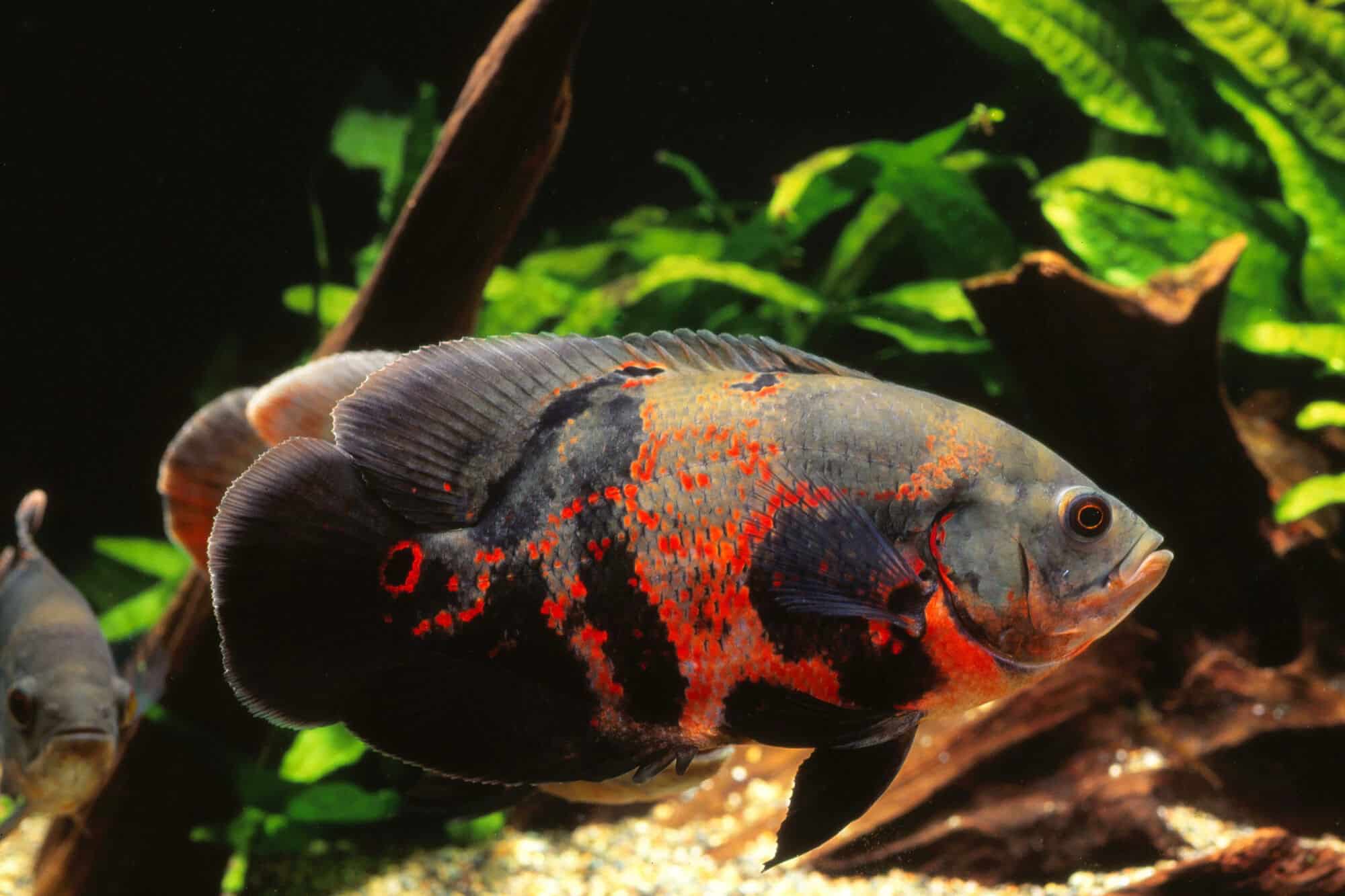 OSCAR FISH BIG