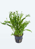 Tropica Microsorum pteropus 'Windeløv