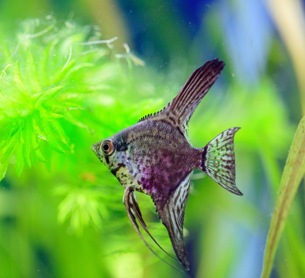 GREENFIN ANGEL FISH 5cm