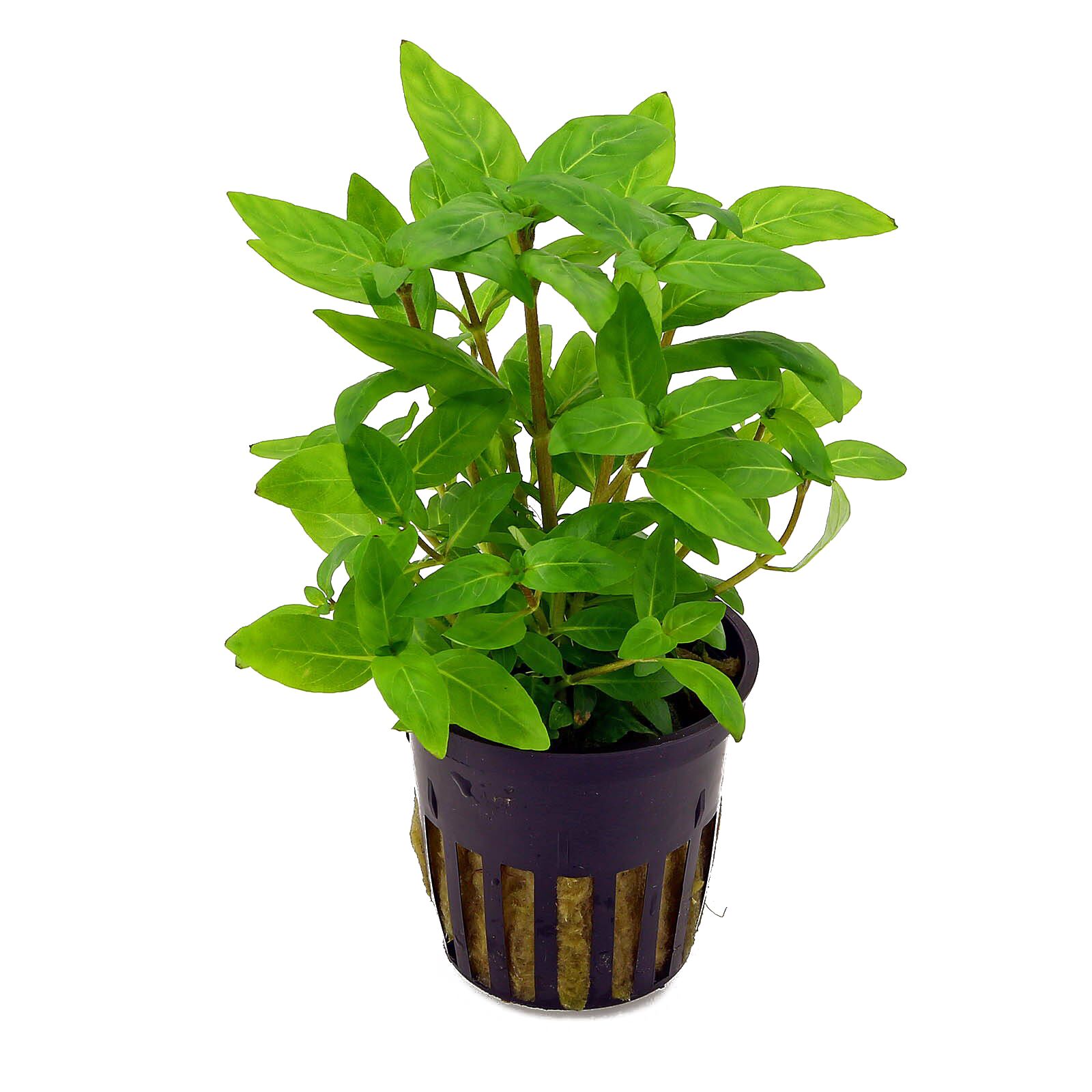 Staurogyne Repens Pot Plant