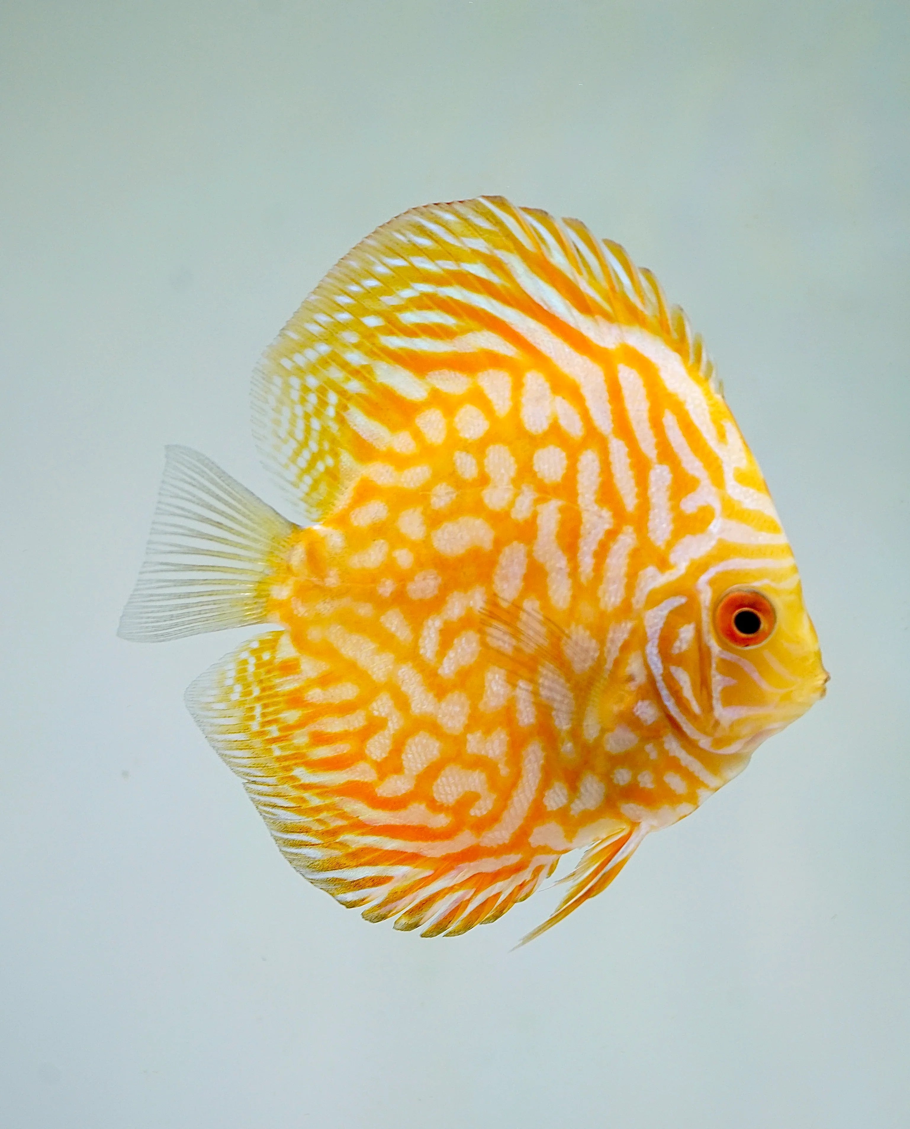 Discus Fish Mix 10cm